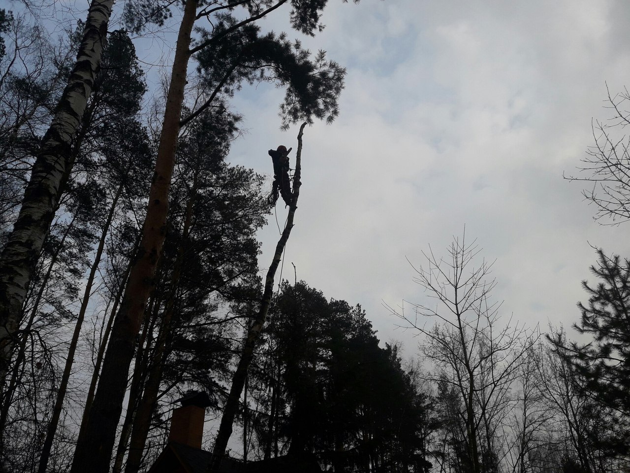 Спилить дерево и удалить пень в Усово Одинцовский район