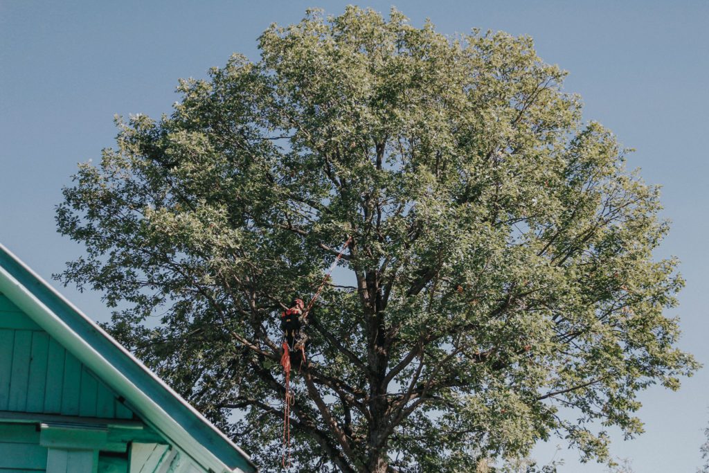 Спиливание деревьев. Удаление старого дуба в деревне Гальнево, Сергиево ...