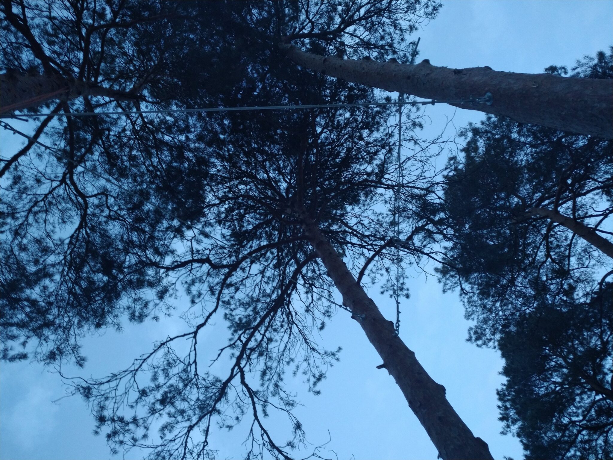 Укрепление деревьев тросами Дубна, Сергиев Посад, Пушкино, Мытищи, Хотьково, Щёлково, Королев